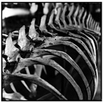 March - Skeleton